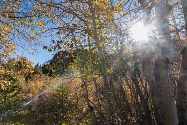 Árboles de álamo otoñales con rayos de sol en la mañana brillante — Foto de Stock