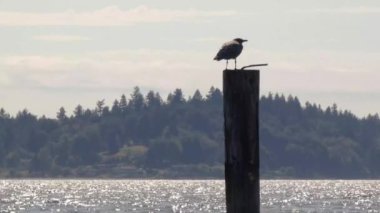 seagull sitting on a wooden piling around sunset