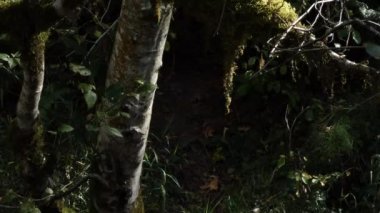 water lights reflected up onto a tree trunk in a forest river edge