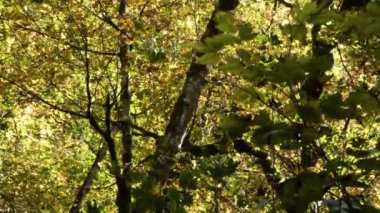 colorful yellow changing leaves on a maple tree blowing