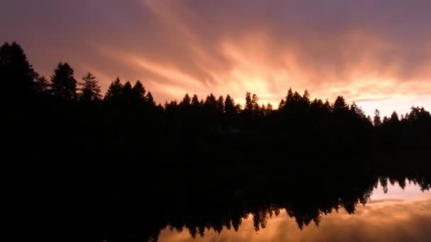 Oiseaux corméraires et coucher de soleil sur les arbres et l'eau du son puget — Video