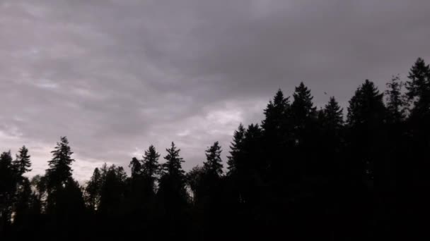 Cormerants que anidan en árboles oscuros de la tarde contra cielos oscuros de la tarde — Vídeo de stock