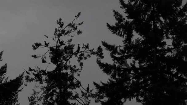 Cormerants nesting in dark evening trees against dim evening skys — Stockvideo