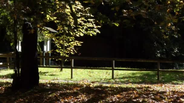 Maple trees over grassy parkland in pacific northwest during fall — Stok video