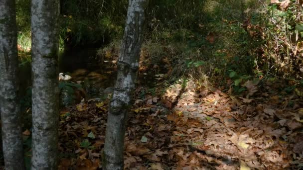 Córrego que corre através do assoalho da floresta durante a queda ao longo de um rio do salmão — Vídeo de Stock