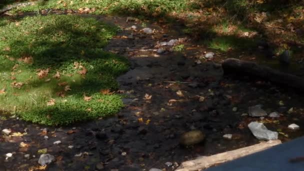 Stream running through forest floor during fall along a salmon river — Stockvideo