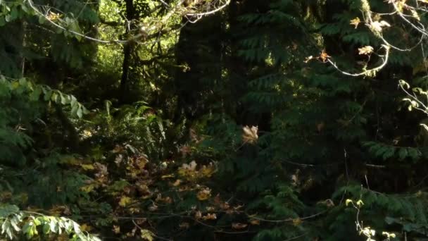 Arces y bosques con musgo creciendo en ellos en otoño en el noroeste pacífico — Vídeos de Stock