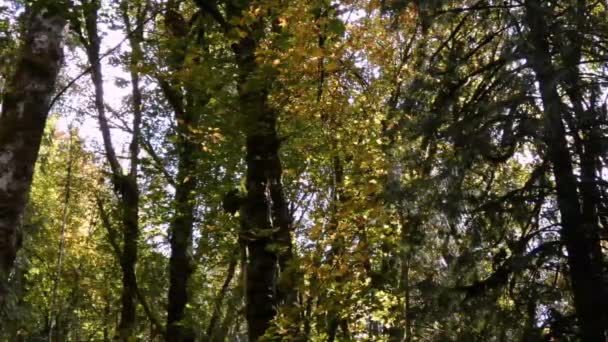 Клени і ліс з мохом, що росте на них восени на тихому північному заході — стокове відео