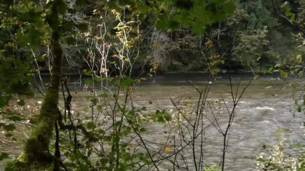 Rio que flui através da floresta pacífica noroeste com pedregulhos e corredeiras — Vídeo de Stock