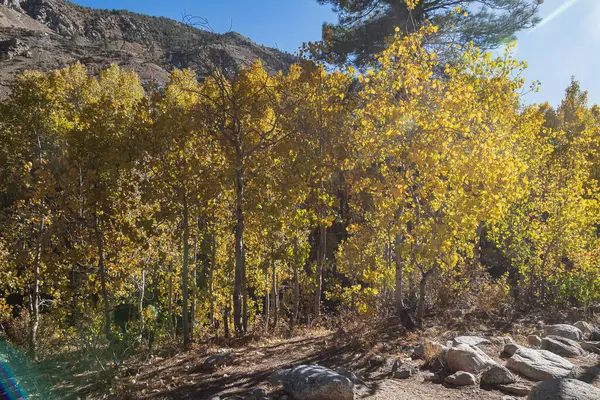 Bosques de álamo con sombras y luz en otoño — Foto de Stock