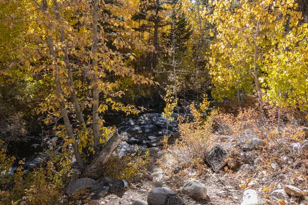 Aspen woods with cast shadows and light in autumn — Stock Photo, Image