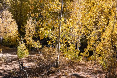 aspen woods with cast shadows and light in autumn