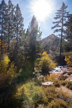 forest with sun flare and stream and mountain