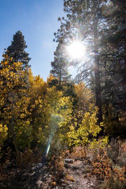 forest with sun flare and stream and mountain