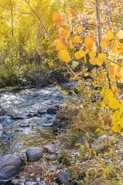 golden, green, and orange, leafed aspen along flowing creek