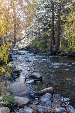golden, green, and orange, leafed aspen along flowing creek