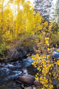 golden, green, and orange, leafed aspen along flowing creek