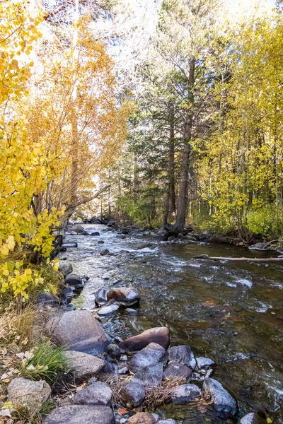 Golden, green, and orange, leafed aspen along flowing creek — 图库照片