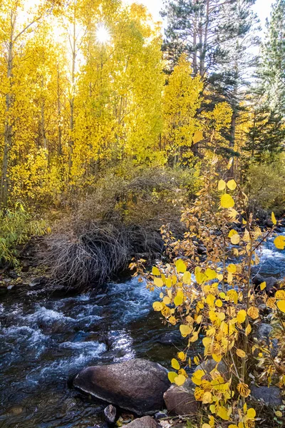 Golden, green, and orange, leafed aspen along flowing creek — ストック写真