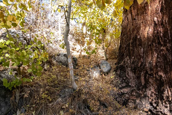 Árvore áspera tronco latido ao lado da trilha com álamo árvores — Fotografia de Stock