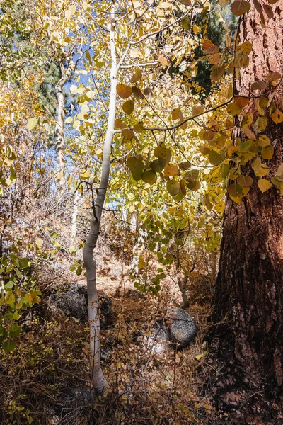 Árvore áspera tronco latido ao lado da trilha com álamo árvores — Fotografia de Stock