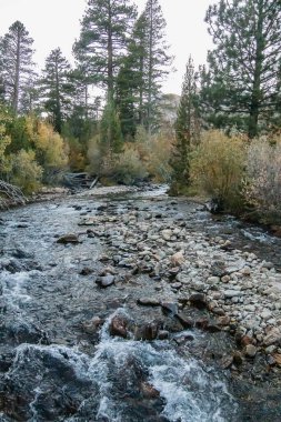 golden, green, and orange, leafed aspen along flowing creek
