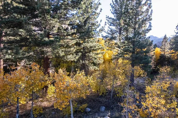 Herbstliches Waldbild mit Wanderweg bei blauem Himmel — Stockfoto