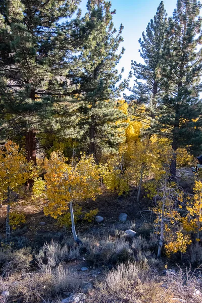 Herbstliches Waldbild mit Wanderweg bei blauem Himmel — Stockfoto