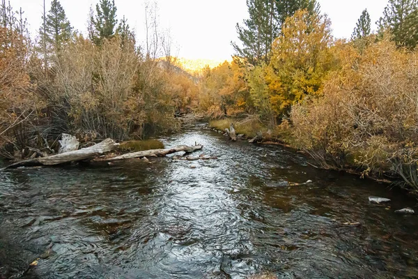 Álamo de hojas doradas, verdes y anaranjadas a lo largo del arroyo que fluye —  Fotos de Stock