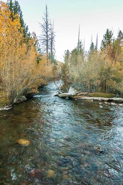 Álamo de hojas doradas, verdes y anaranjadas a lo largo del arroyo que fluye — Foto de Stock