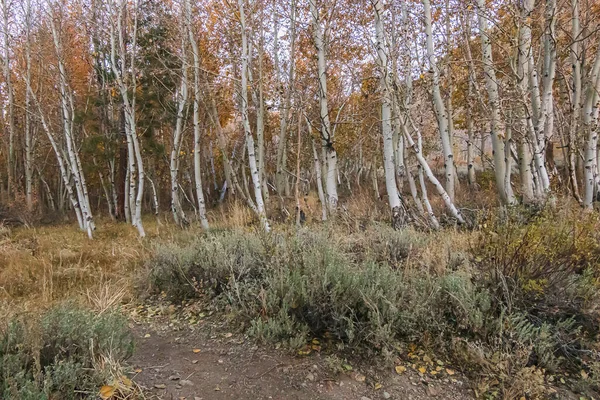 Escena del bosque de otoño con sendero y maleza — Foto de Stock