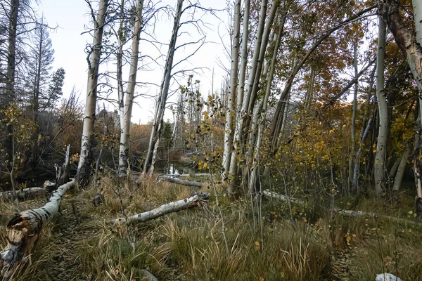 Herbstwaldszene mit Wanderweg und Unterholz — Stockfoto