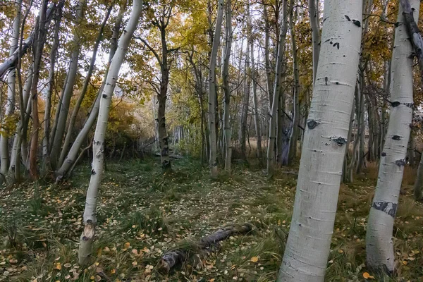 Őszi erdei jelenet túraúttal és bokorral — Stock Fotó