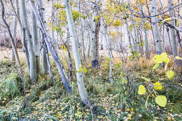 autumn forest path lined with grass scattered aspen leaves