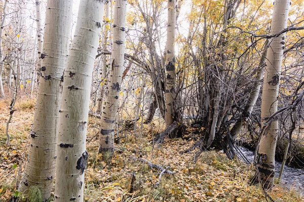 autumn forest path lined with grass scattered aspen leaves