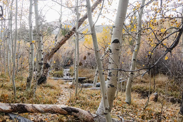 Herbst Waldweg mit Gras verstreut Espenblätter gesäumt — Stockfoto