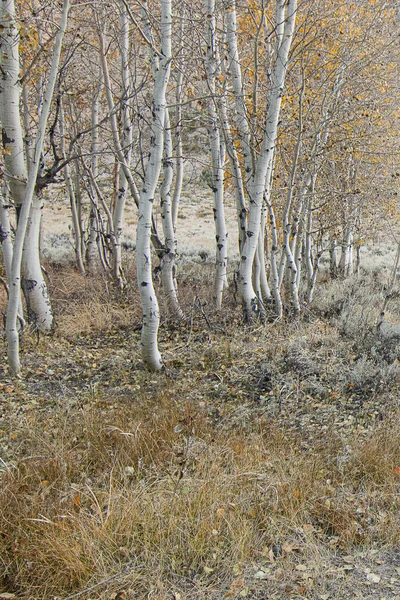 autumn forest path lined with grass scattered aspen leaves