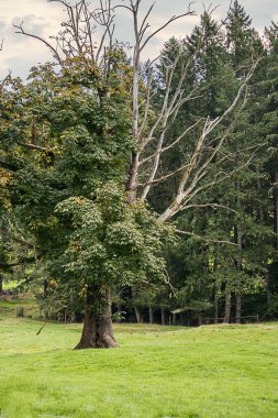Parkta canlı bir meşe ağacı.