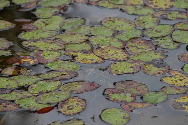 Lily pads floating on the lake surface — 스톡 사진