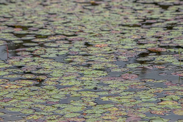 Many water lilies floating on the surface of the lake — 스톡 사진
