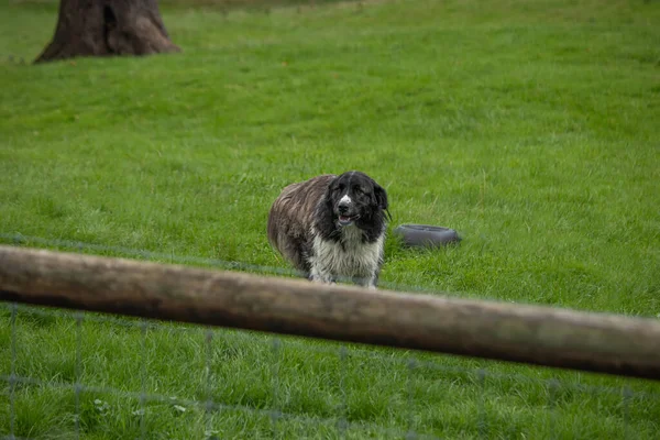 Ein nasser Hund auf der Rasenfläche des Parks — Stockfoto
