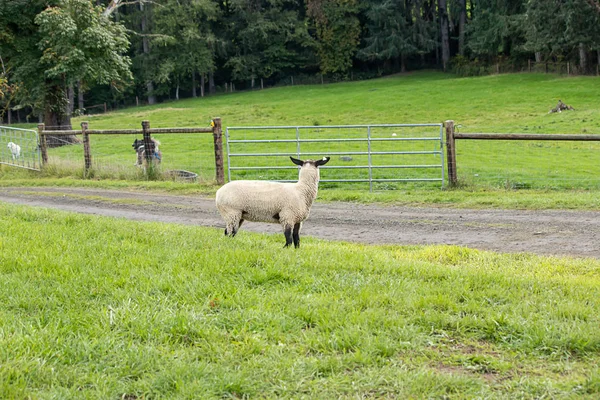 Ovce stojící na zelených pastvinách u silnice — Stock fotografie