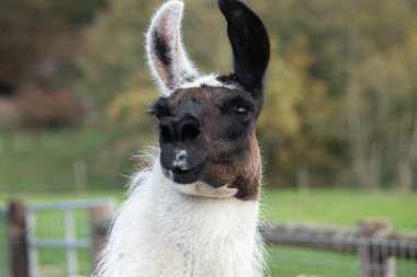 alpaca looking alert in a green pasture