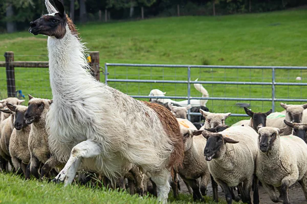 Alpaka stojąca przed wieloma owcami — Zdjęcie stockowe