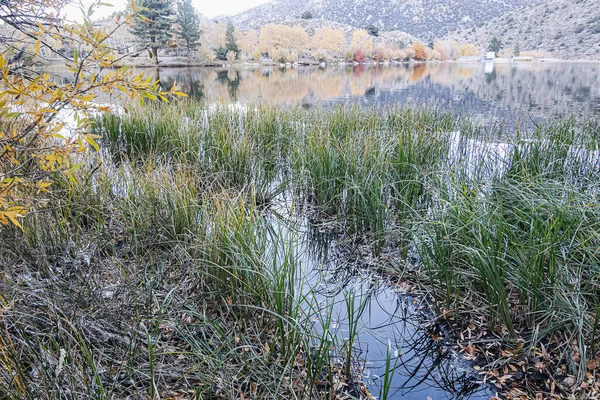 長い草や茂みで縁取られた海岸線秋の湖の反射 — ストック写真