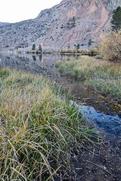 Pobřeží lemované dlouhou trávou a křovím podzimní odraz jezera — Stock fotografie