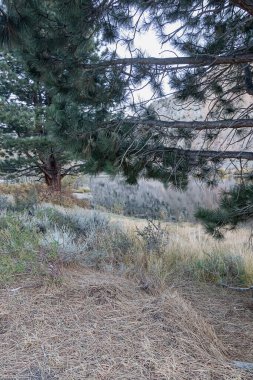 Uzun, kuru çimenler ve çam ağaçları arasında küçük yürüyüş patikaları