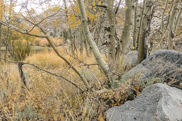 Pie de árboles de álamo de otoño con hierba alta — Foto de Stock
