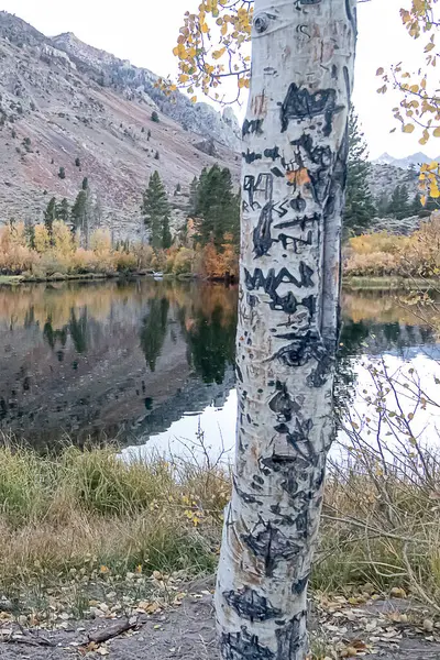 Lago de montaña reflectivo con pinos asciende hierba y montaña — Foto de Stock