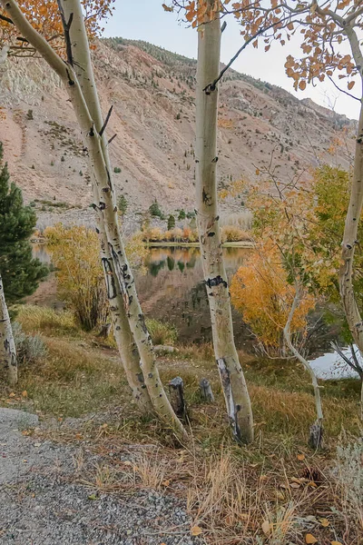 Línea de árboles de álamo cerca del camino alrededor del lago reflectante — Foto de Stock
